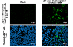 Anti-Japanese encephalitis virus Envelope antibody [HL2517] used in Immunocytochemistry/ Immunofluorescence (ICC/IF). GTX638878
